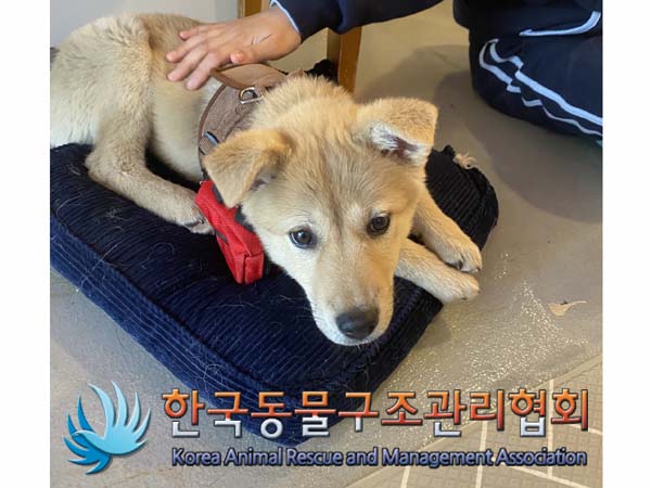 한국동물구조관리협회_411306202300176